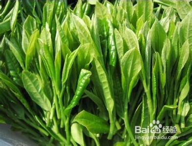 明前茶和雨前茶的区别