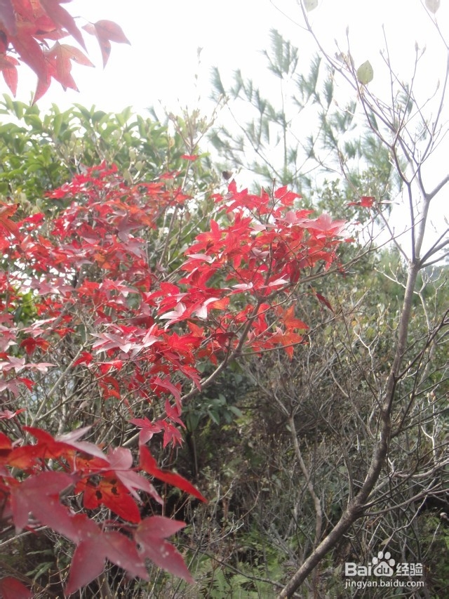 反穿福建福州十八重溪山脊,不一样的味道