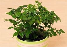 富贵树掉叶子怎么挽救#校园分享#