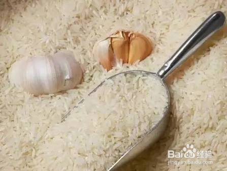 米面蛾怎么彻底清除