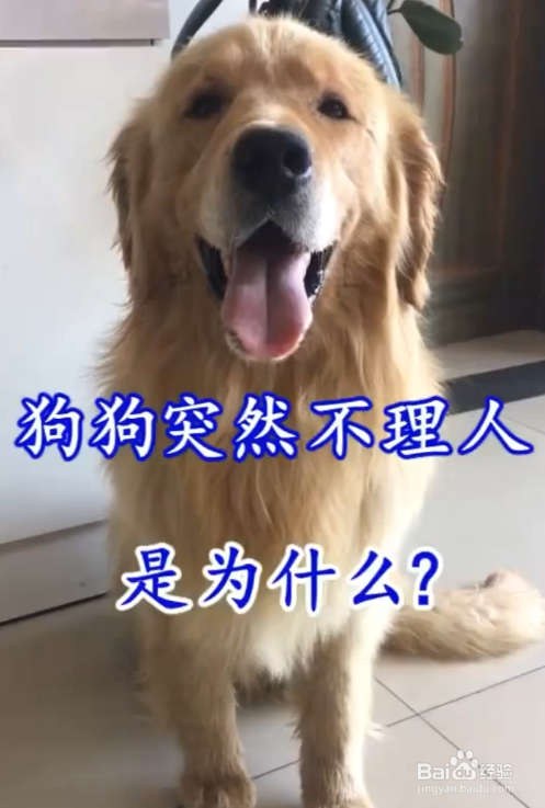 但是你知道吗,为什么有的时候狗狗突然就不搭理人了呢?