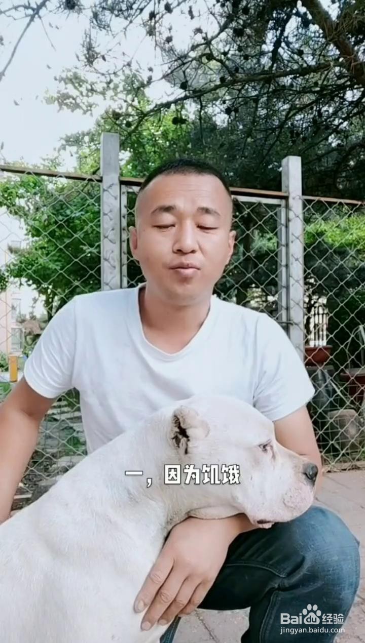 如何认识狗狗吃便便的原因?