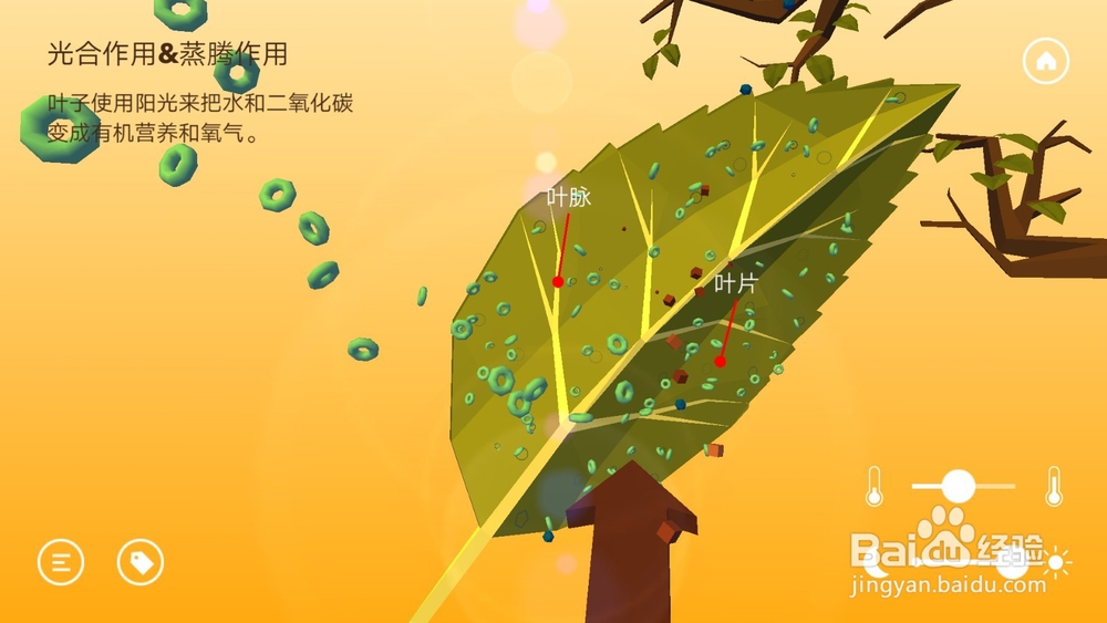高中生物温度与光照对光合作用的影响知识点详解