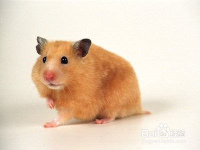 仓鼠受伤流血怎么办