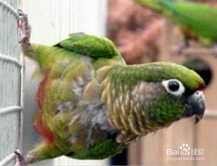 绿颊锥尾鹦鹉怎么训说话