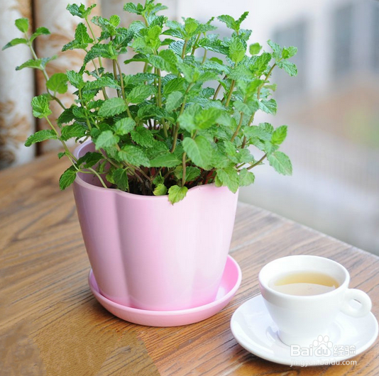 拍婚纱照时怎么避免做熊猫新娘