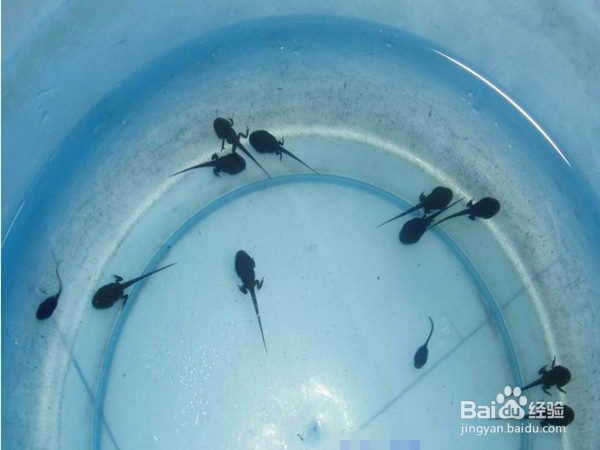 如何区分蝌蚪和小鱼