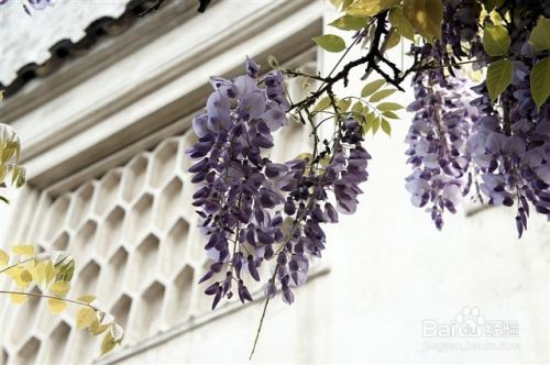 天井罗汉松怎么摆放 百度经验