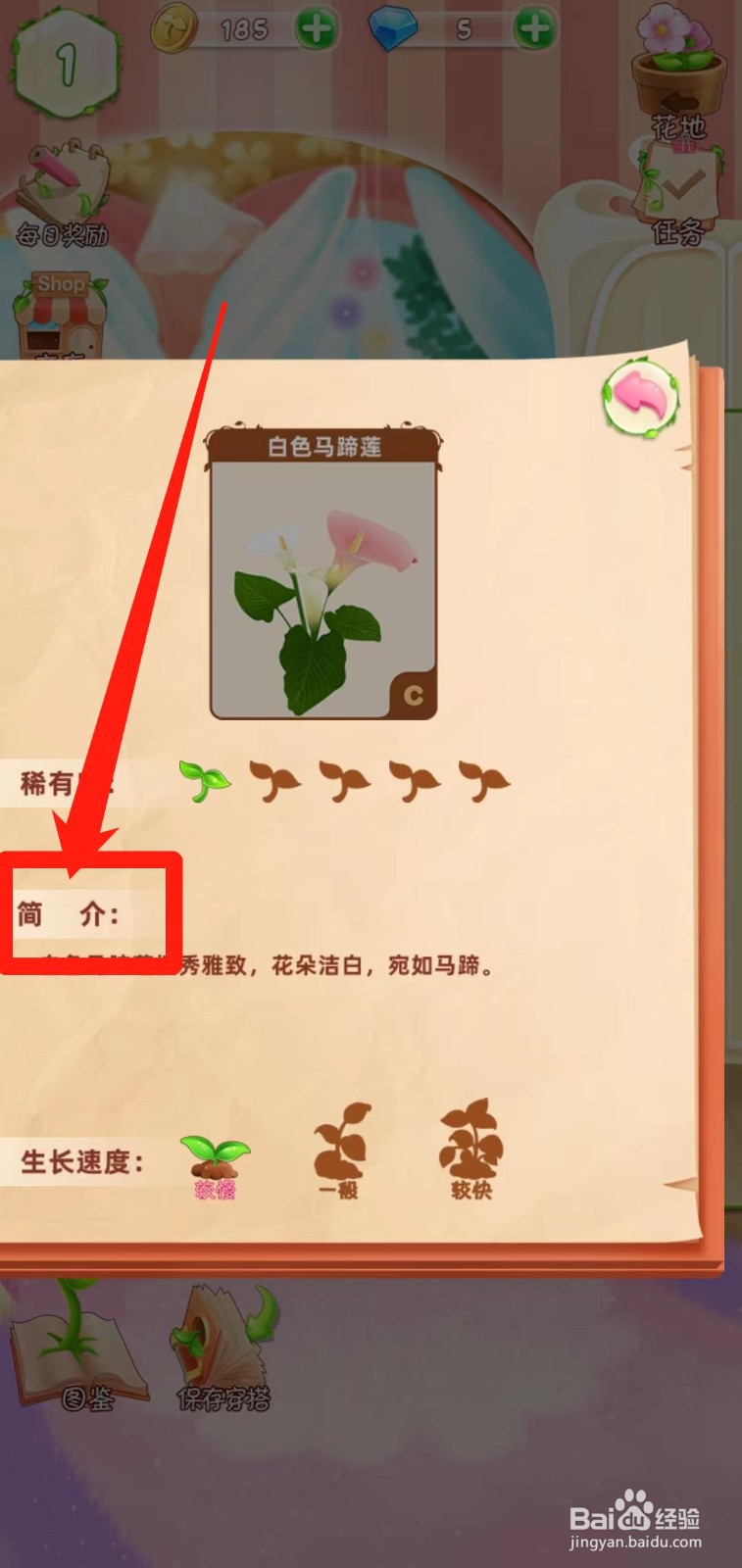 花花姑娘之魔法花园如何查看白色马蹄莲简介