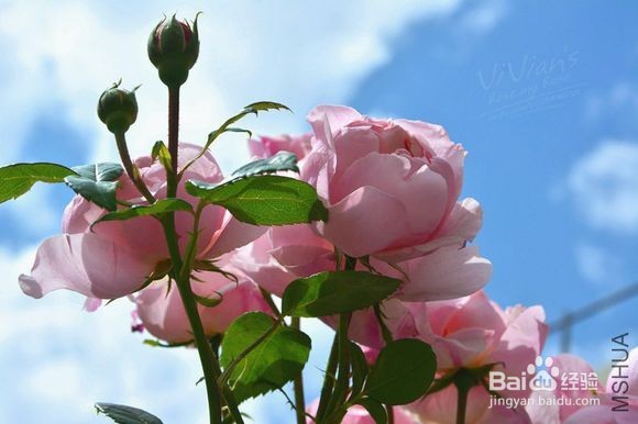 怎样让月季长花苞