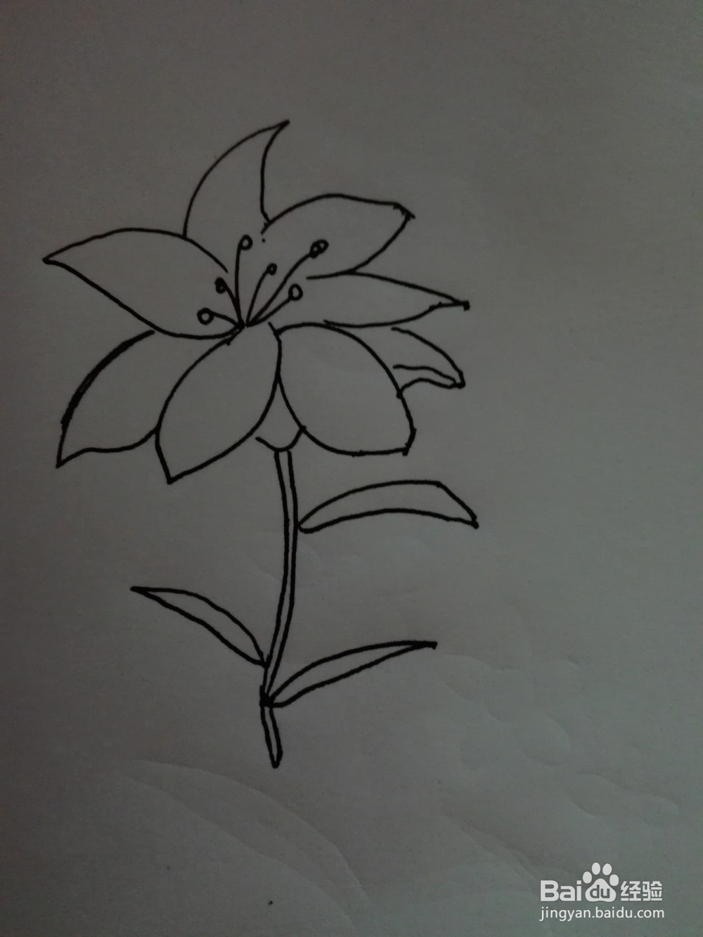 简笔画--百合花