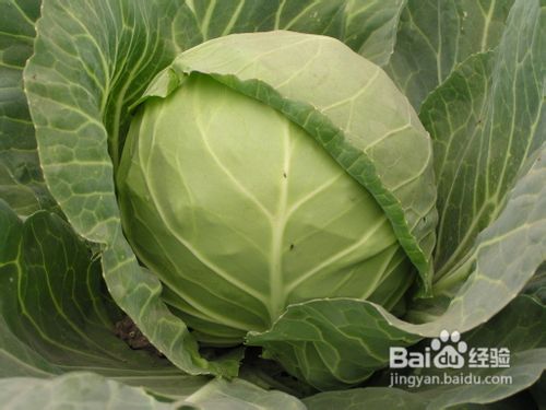 冬天保养肠胃的食物有哪些