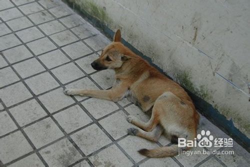 如何快速训练一只乖乖的狗狗