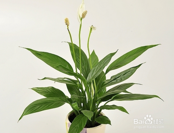 绿巨人的养殖方法