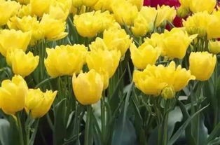 送郁金香的禁忌