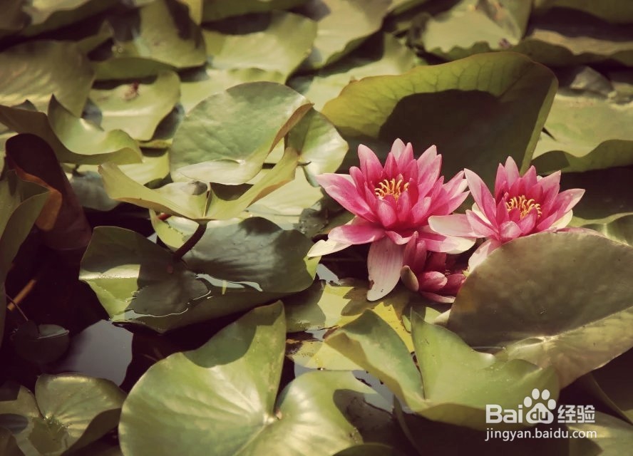 摄影之第四话，如何能够拍出不同风格的照片