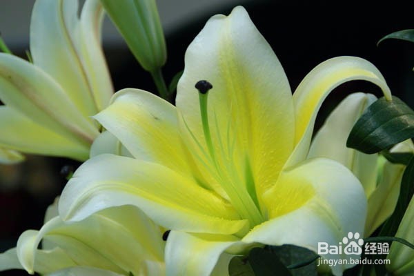 润肺止咳吃什么食物好