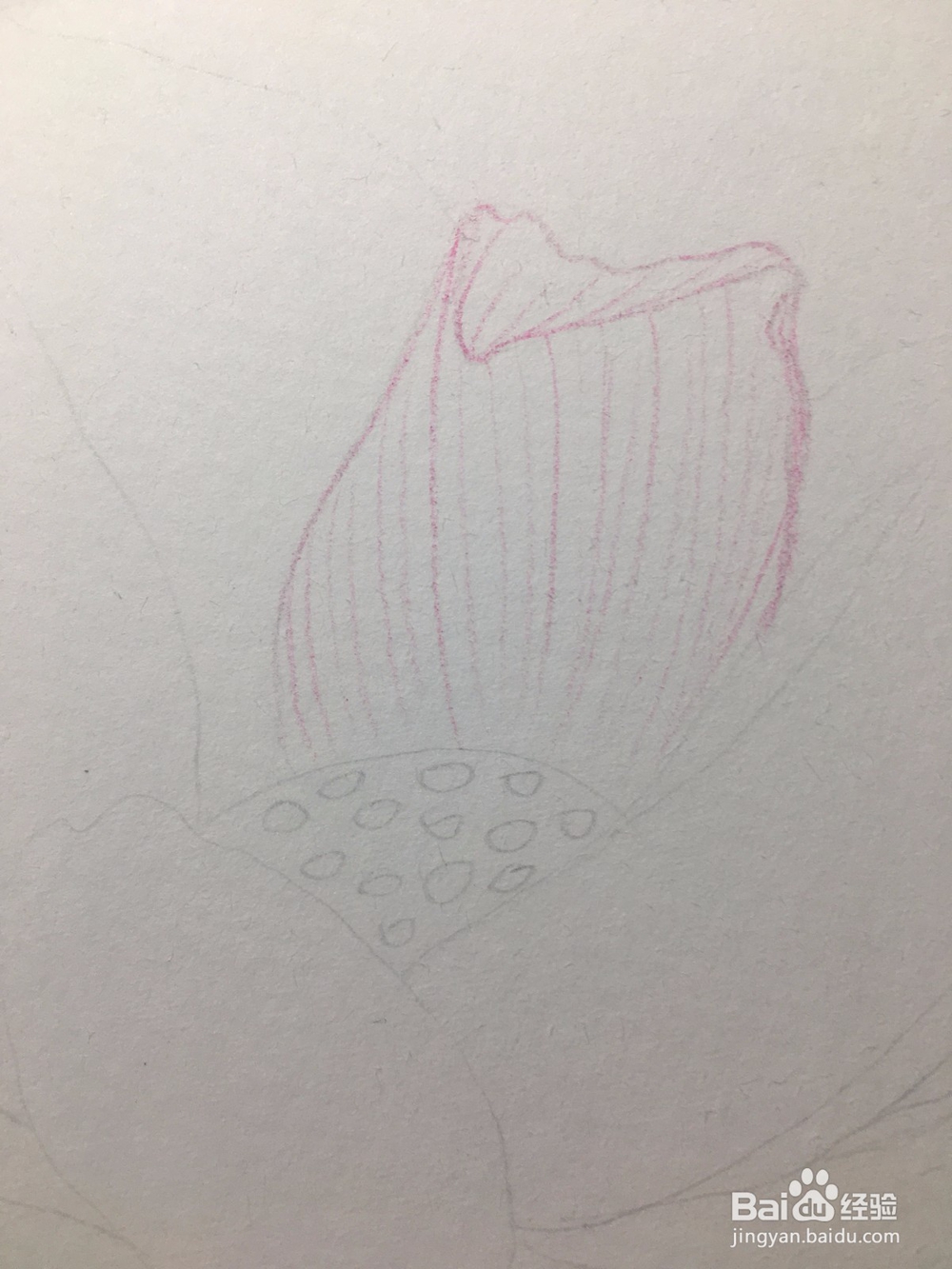 手绘画一朵荷花的彩铅画 莲花铅笔画