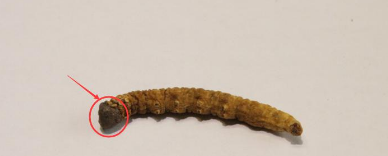 冬虫夏草怎么食用 冬虫夏草的吃法技巧