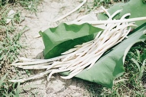 食补佳品藕尖的做法