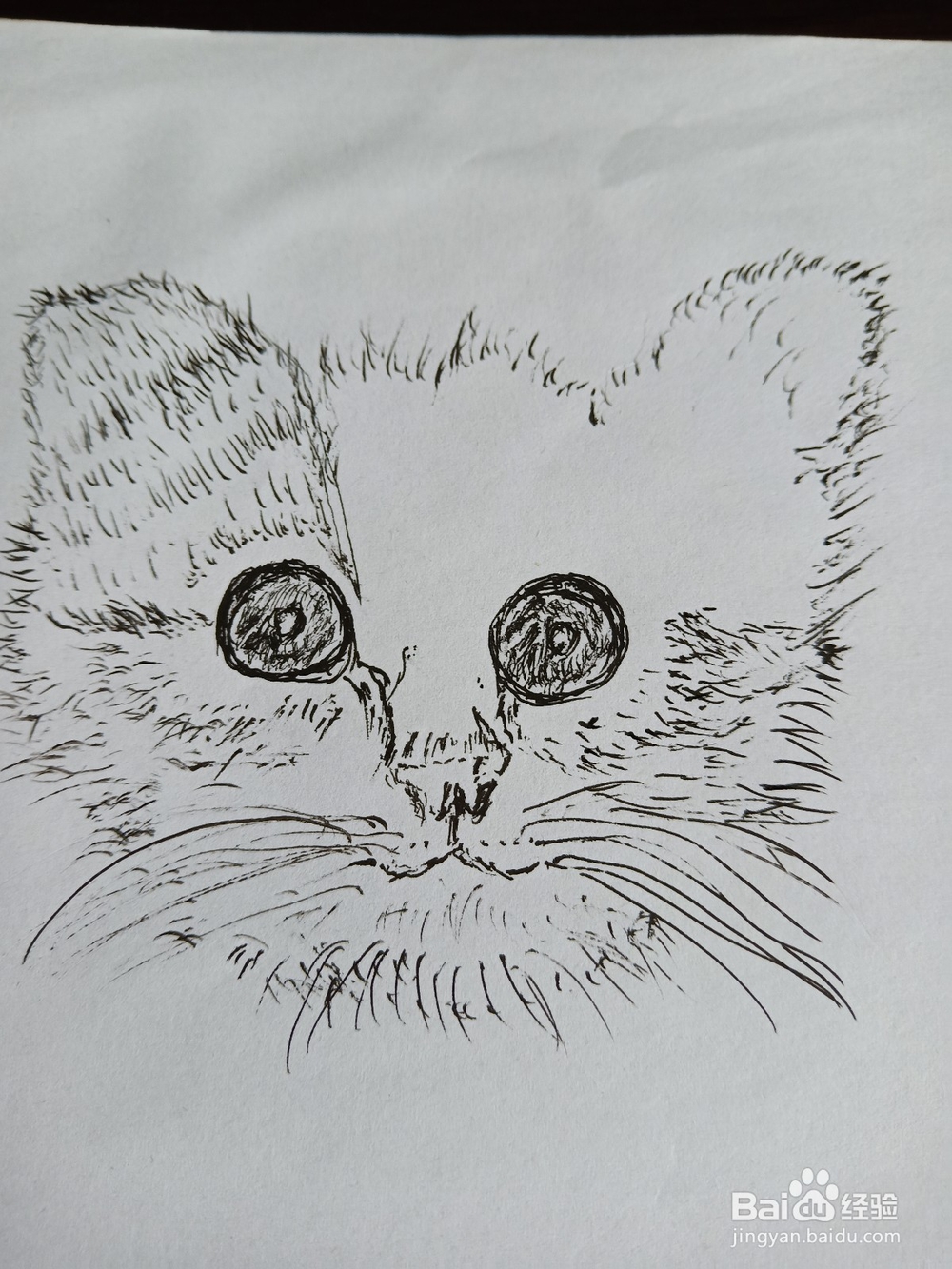 钢笔画猫的画法