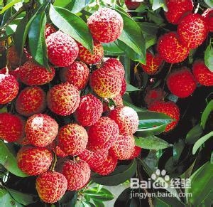 怎样吃荔枝不会上火