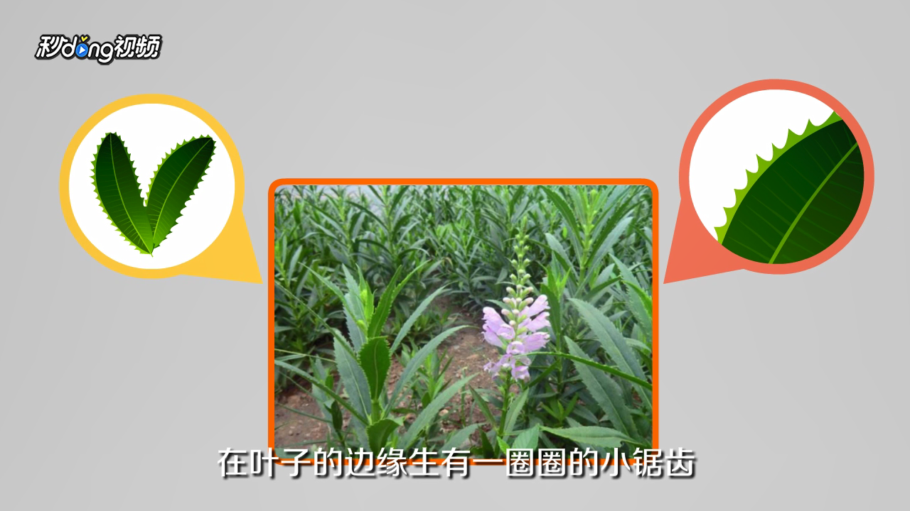 随意草的花语是什么