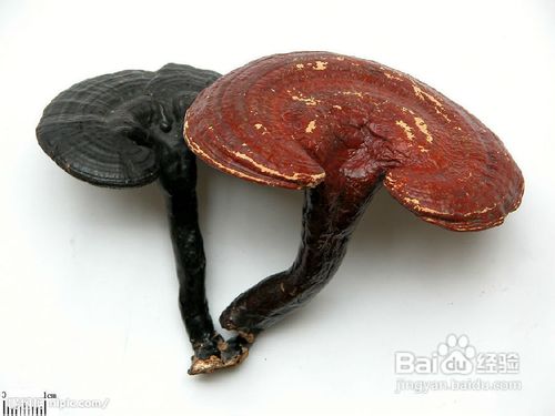 灵芝怎么样吃