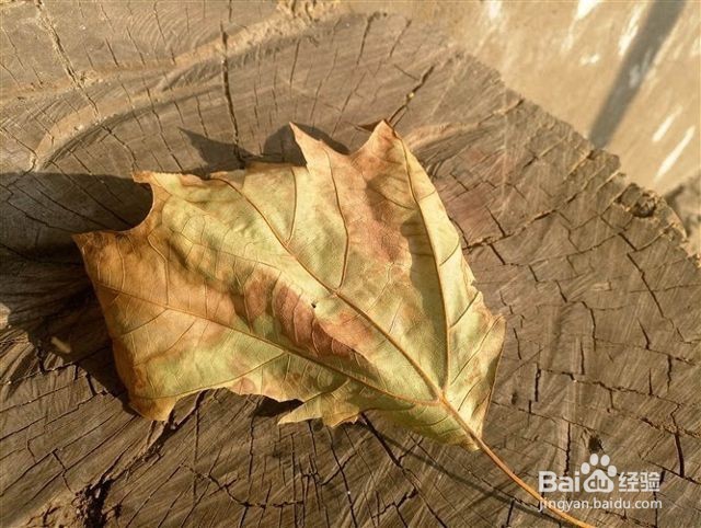 魅蓝X评测:P20+双玻璃打造最优秀的魅蓝