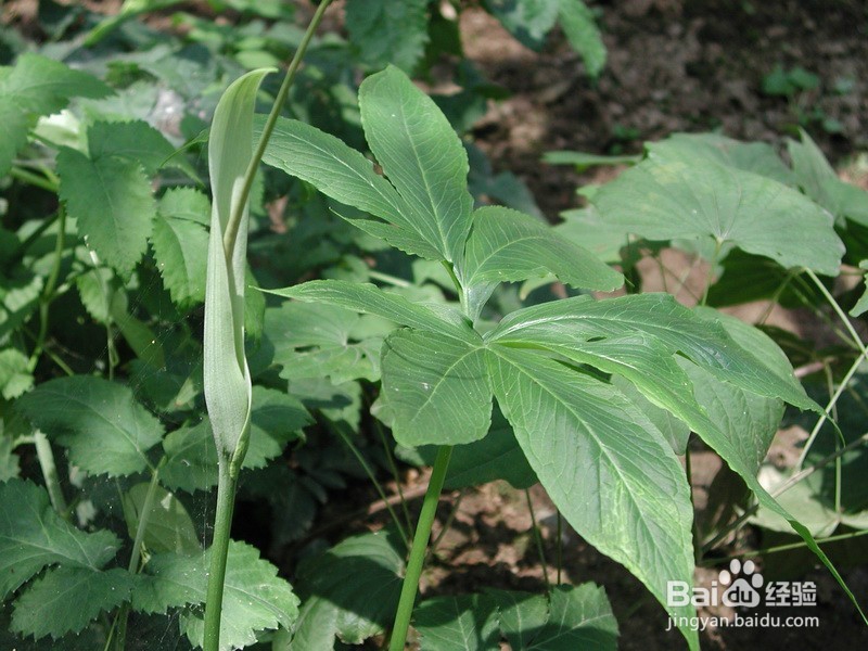 生活中常见中草药及其疗效(五)