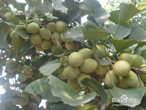 白果的作用以及食用禁忌