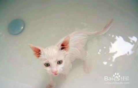 给猫咪洗澡的注意事项!