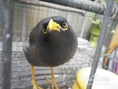 如何给鸟洗澡