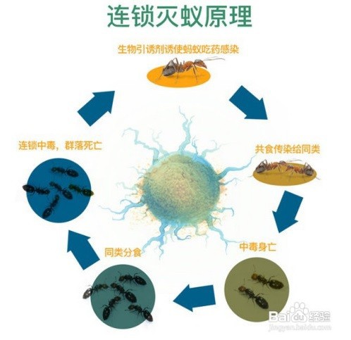 最高效最彻底消灭蚂蚁的方法