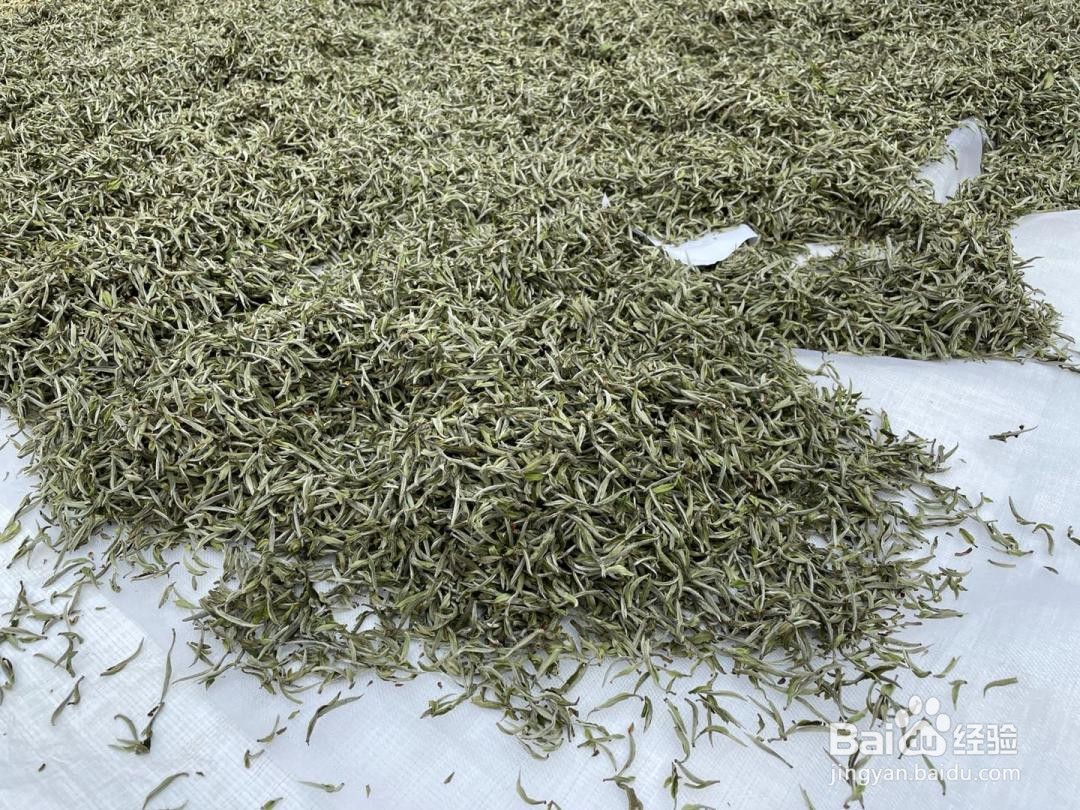 白茶制作加工方法