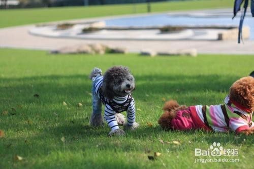 泰迪犬怎么训练 如何训练泰迪幼犬