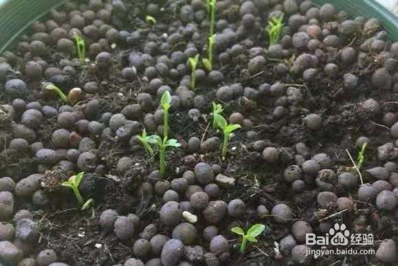 “病菌”不喜欢的“2种花”，养1盆有利于健康！