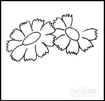 怎样画简笔画（花卉）：[8]菊花1