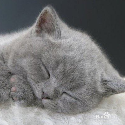 在照顾猫咪的时候需要注意哪些？