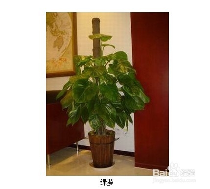 室内植物大全