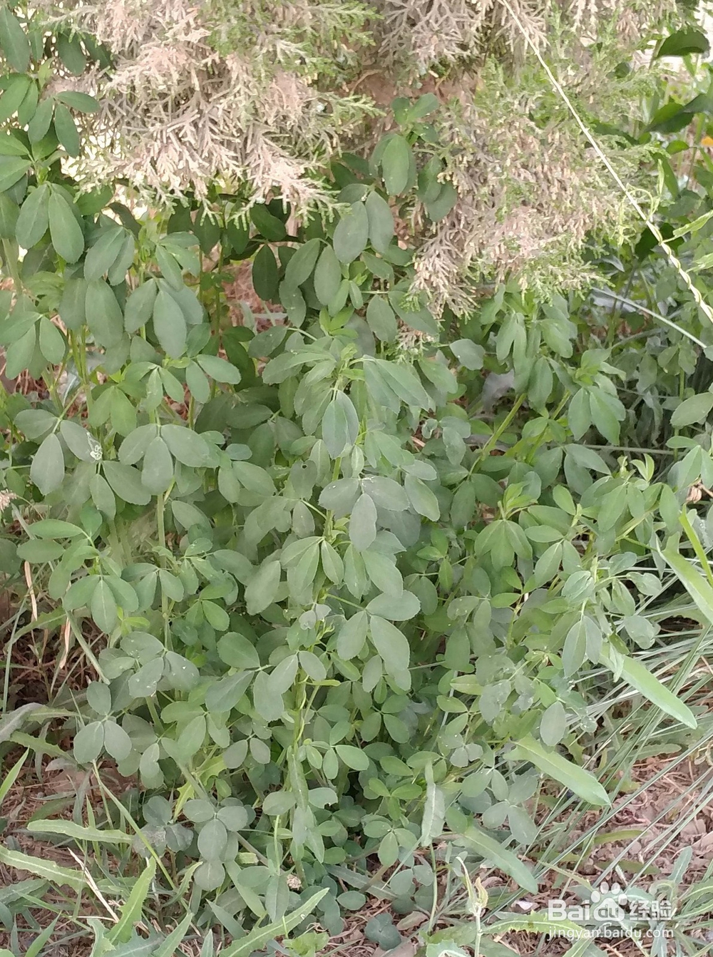 如何区分三叶草和苜蓿