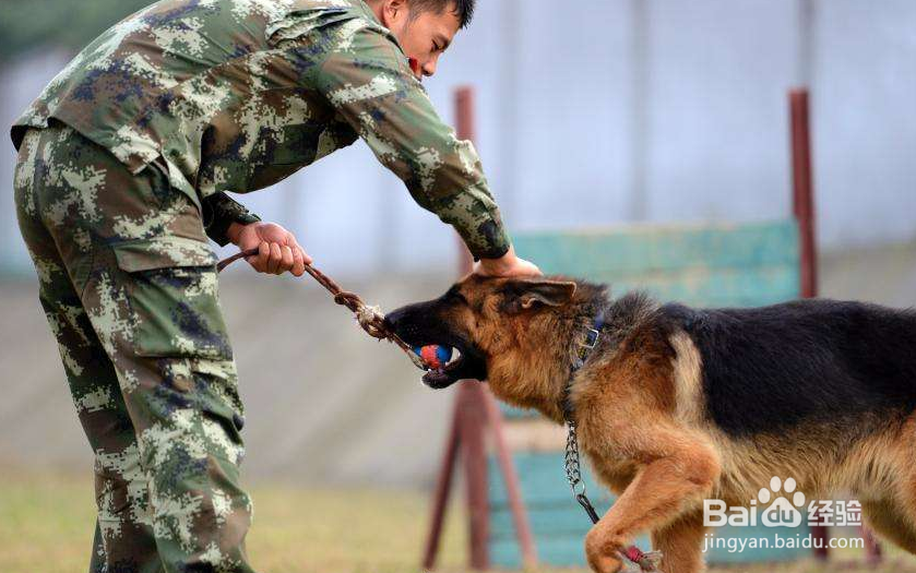 训犬师的工资是多少