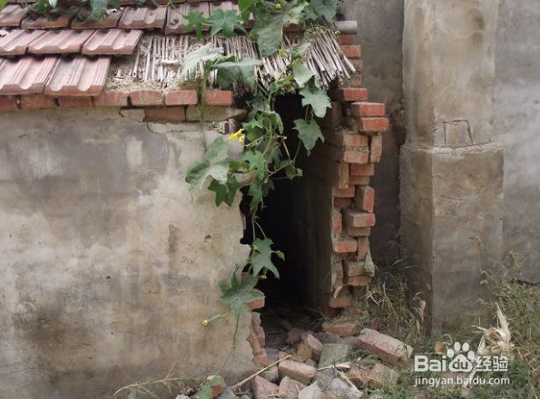 猪从猪圈里跑出该怎么办