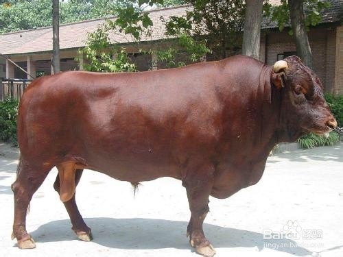 如何使用肉牛饲料 肉牛预混料 肉牛育肥期