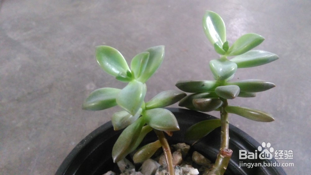 多肉植物--姬胧月