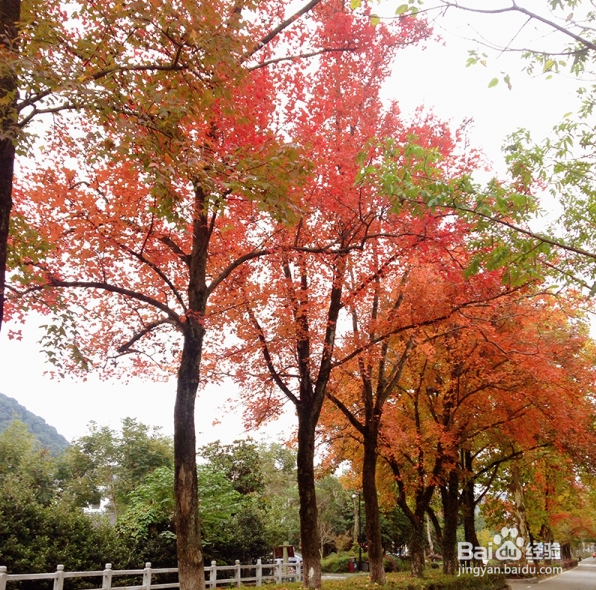 杭州市内哪里可以赏枫叶