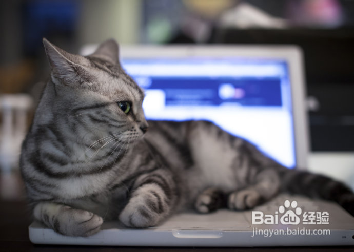 【台湾探店】复古混搭空间邂逅百变萌喵，自然醒咖啡公寓