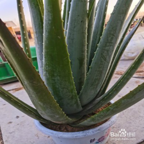 芦荟怎样栽培才会出芦荟小幼苗