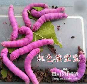 蚕卵怎么保存