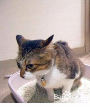 如何区分人的粪便和猫的粪便